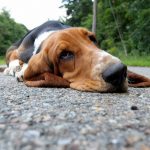 真夏 犬を連れて散歩をしている飼い主さんに 見て欲しい・・・!ワンちゃんたちの叫びに気づいてと保護団体が訴えかけています。