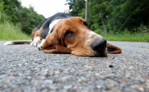 真夏 犬を連れて散歩をしている飼い主さんに 見て欲しい・・・！ワンちゃんたちの叫びに気づいてと保護団体が訴えかけています。