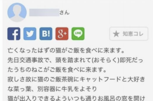 「亡くなったはずの猫がご飯を食べに来ます」そんな悩み相談に対してのベストアンサーが１つ上をいく回答で思わず涙が溢れた・・