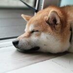 友達に犬を飼ってていいなぁと言われた娘。「犬を飼うということは・・・」娘が友達に伝えた言葉に涙が止まらない。