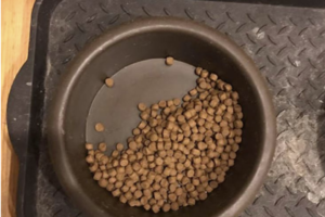 大好きなご飯を半分残した愛犬。その理由に気づいた時涙が止まらなかった・・・