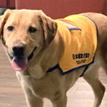 介助犬があなたに近づいてきた時は決して追い払わず怖がらないで下さい。『一匹で他人に近づいて来る時』はこんな意味があります!!