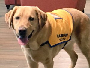 介助犬があなたに近づいてきた時は決して追い払わず怖がらないで下さい。『一匹で他人に近づいて来る時』はこんな意味があります！！