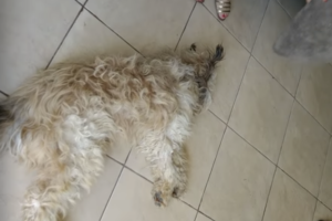 麻酔で眠り続ける親友犬が死んでしまったと勘違いしたもう１匹の犬。心配した犬がとった意外な行動に胸が熱くなる・・・