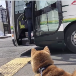 遠方に住む娘を愛犬と見送りに行った女性。バスが出発した後の愛犬の様子を収めた58秒の動画に涙が堪えきれない・・・