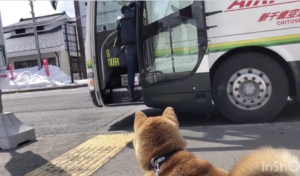 遠方に住む娘を愛犬と見送りに行った女性。バスが出発した後の愛犬の様子を収めた５８秒の動画に涙が堪えきれない・・・