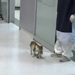 なぜか病院に子猫を咥えやってきた猫。→その後の展開に心震える・・・!