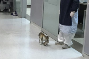 なぜか病院に子猫を咥えやってきた猫。→その後の展開に心震える・・・！