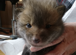 子犬を保護したためSNSで飼い主探しの呼びかけをしたところ→衝撃の事実が判明・・・