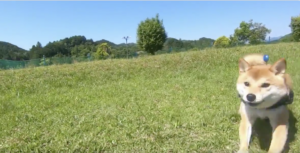 数ヶ月ドッグランを自粛した柴犬の走りっぷりがこちら・・・「見ているだけで気持ちいい！」