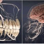 『いかに歯が人間の体にとって大切か』がわかる話7選!心に刻んで欲しい・・・