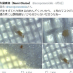 『アベノマスク』に関する手の込んだデマが判明・・・。これは流石に酷い。