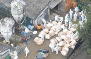 狂犬病が国内で発症したことを受け注意喚起！飼い主はこの事を自覚して！「当該地域で予防接種していない犬は・・・」最悪な事態になる前に広まって欲しい。