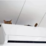 犬や猫を飼っている人に気をつけて欲しい!エアコンを付けっぱなしにして外出するときに『絶対やってはいけないこと』