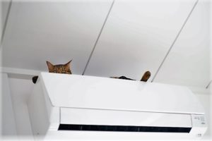 犬や猫を飼っている人に気をつけて欲しい！エアコンを付けっぱなしにして外出するときに『絶対やってはいけないこと』