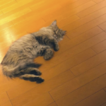 愛猫が下痢と嘔吐があり食欲もなくぐったりしているので病院に連れて行ったら、医師に告げられたのは・・・