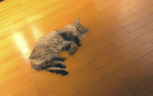 愛猫が下痢と嘔吐があり食欲もなくぐったりしているので病院に連れて行ったら、医師に告げられたのは・・・