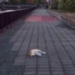 帰り途中に道端で倒れてる犬を発見。→その後の展開にハッとする・・・!