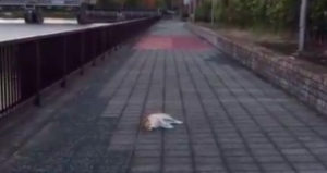 帰り途中に道端で倒れてる犬を発見。→その後の展開にハッとする・・・！