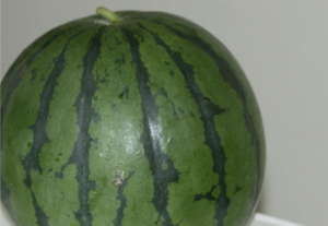 知人からもらったスイカを食べようと、半分に切ったら・・・「なんじゃこりゃあ！！」