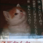 「保健所って何するところなの?」とあるポスターに書かれた文章が切なくて、涙が止まらない・・・