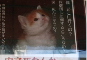 「保健所って何するところなの？」とあるポスターに書かれた文章が切なくて、涙が止まらない・・・