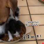 これぞハングリー精神!ワンちゃんの餌をネコババする元野良猫ww