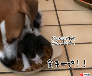 これぞハングリー精神!ワンちゃんの餌をネコババする元野良猫ww