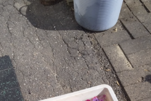 蜷川実花展に行ってきた父(72)が感化されて、庭が・・・！！衝撃のお写真がこちら♪