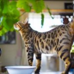 「最悪死に至ることも・・・」獣医が注意を促しています!→猫がいる家庭で『絶対においてはいけない置物』