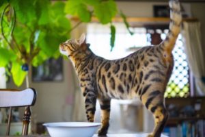 「最悪死に至ることも・・・」獣医が注意を促しています！→猫がいる家庭で『絶対においてはいけない置物』