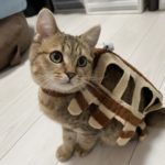 ハロウィーンということで愛猫を猫バスに仮装してみました!