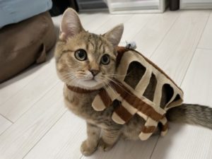 ハロウィーンということで愛猫を猫バスに仮装してみました！