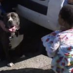 闘犬で知られるピットブルが迷子の子供のボディーガード役に・・親の元まで送り届けた微笑ましいエピソード