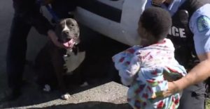 闘犬で知られるピットブルが迷子の子供のボディーガード役に・・親の元まで送り届けた微笑ましいエピソード
