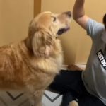 愛犬に「おすわり」を教えた結果とんでもない「おすわり」をしてきた!ww