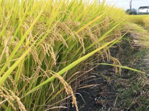 「平気な顔して米食ってんだろうな。」農家の男性が投稿した一枚の写真に絶句・・・