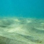 「今までで1番叫んだかもしれない。」ダイビングインストラクターが海の中で見つけたものとは・・?!