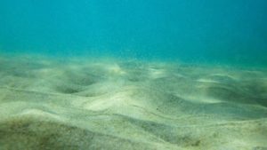 「今までで1番叫んだかもしれない。」ダイビングインストラクターが海の中で見つけたものとは・・？！