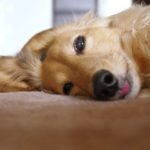 愛犬を亡くした時、獣医さんからかけられた『言葉』に震えた話。