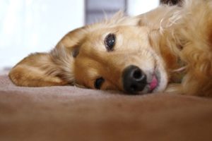 愛犬を亡くした時、獣医さんからかけられた『言葉』に震えた話。