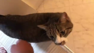 「ぱぷ」ってなく猫に大爆笑！　全世界が笑った！
