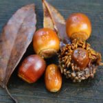 「どんぐり銀行」って知ってますか？みんなが良くなるサイクルシステム、この活動広めてみませんか？