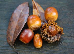 「どんぐり銀行」って知ってますか？みんなが良くなるサイクルシステム、この活動広めてみませんか？