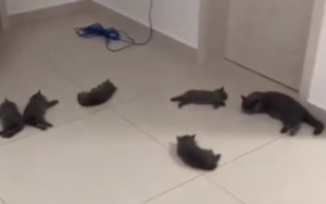 大量に猫が転がっている！！　一体ネコちゃん達になにが起こったのか？