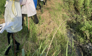 ドライブ中に遭遇したカカシに思わず二度見してしまった話。「狂気しかない・・」