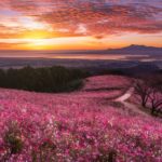 心奪われる絶景!咲き誇るコスモスと朝焼けが作り出す幻想的な世界に酔いしれる・・