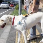 広まってほしい!コロナ禍において『盲導犬を連れた人』を見かけたらやって欲しい事