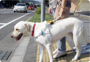 広まってほしい！コロナ禍において『盲導犬を連れた人』を見かけたらやって欲しい事