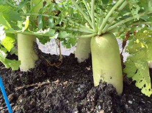 奥さんが家で食べる大根を収穫しているだけなのに・・ヤバい現場になった写真がこちら